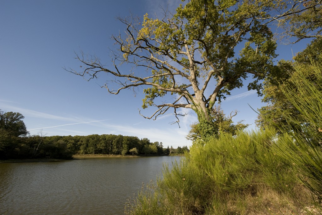 Espace-naturel-sensible-du-plessis-Bergeret-La-Ferrière-85-pcu-1